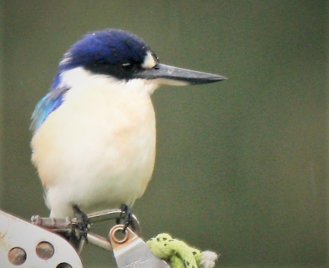 Blue bird