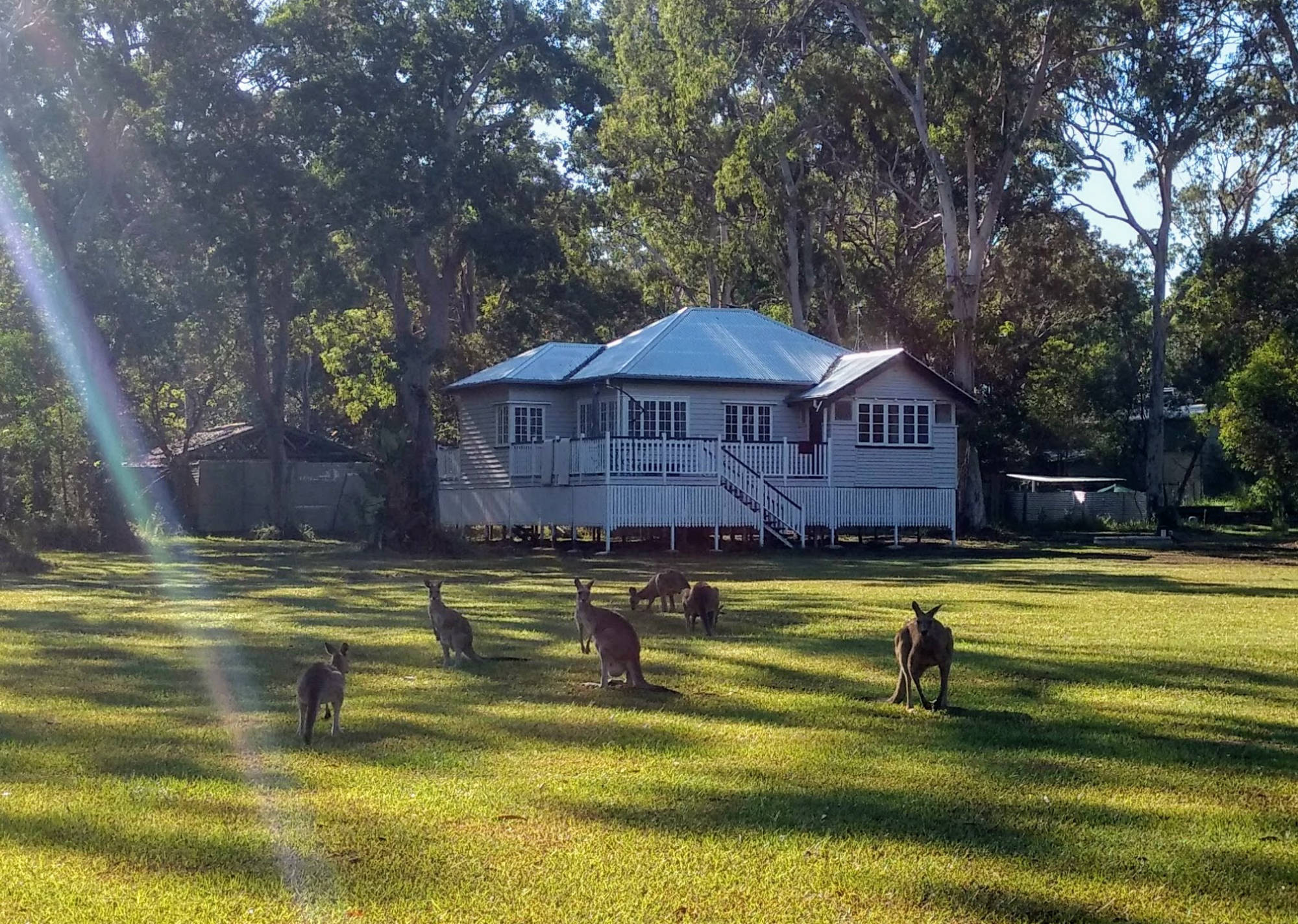 Cottage exterior with kangaroos on the lawn