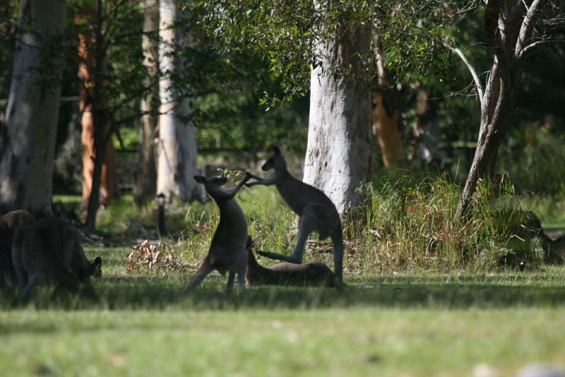 kangaroo -  Lake Weyba Noosa Lodge