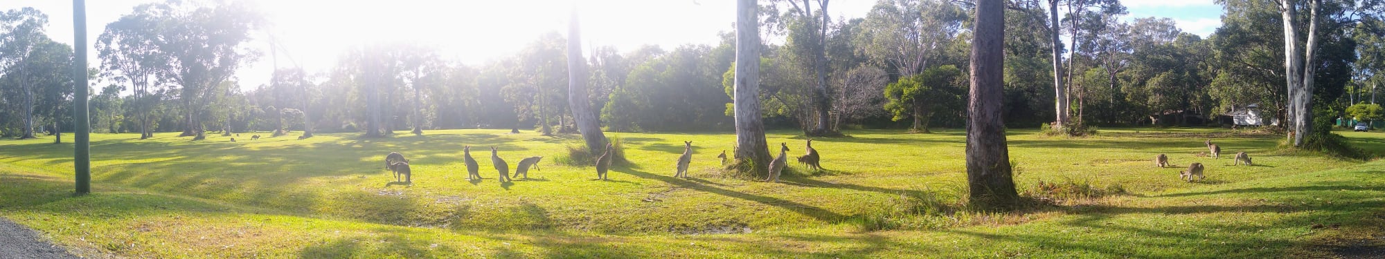 Kangaroos on the lawn