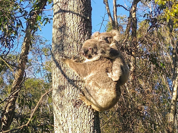 Lake Weyba Koala
