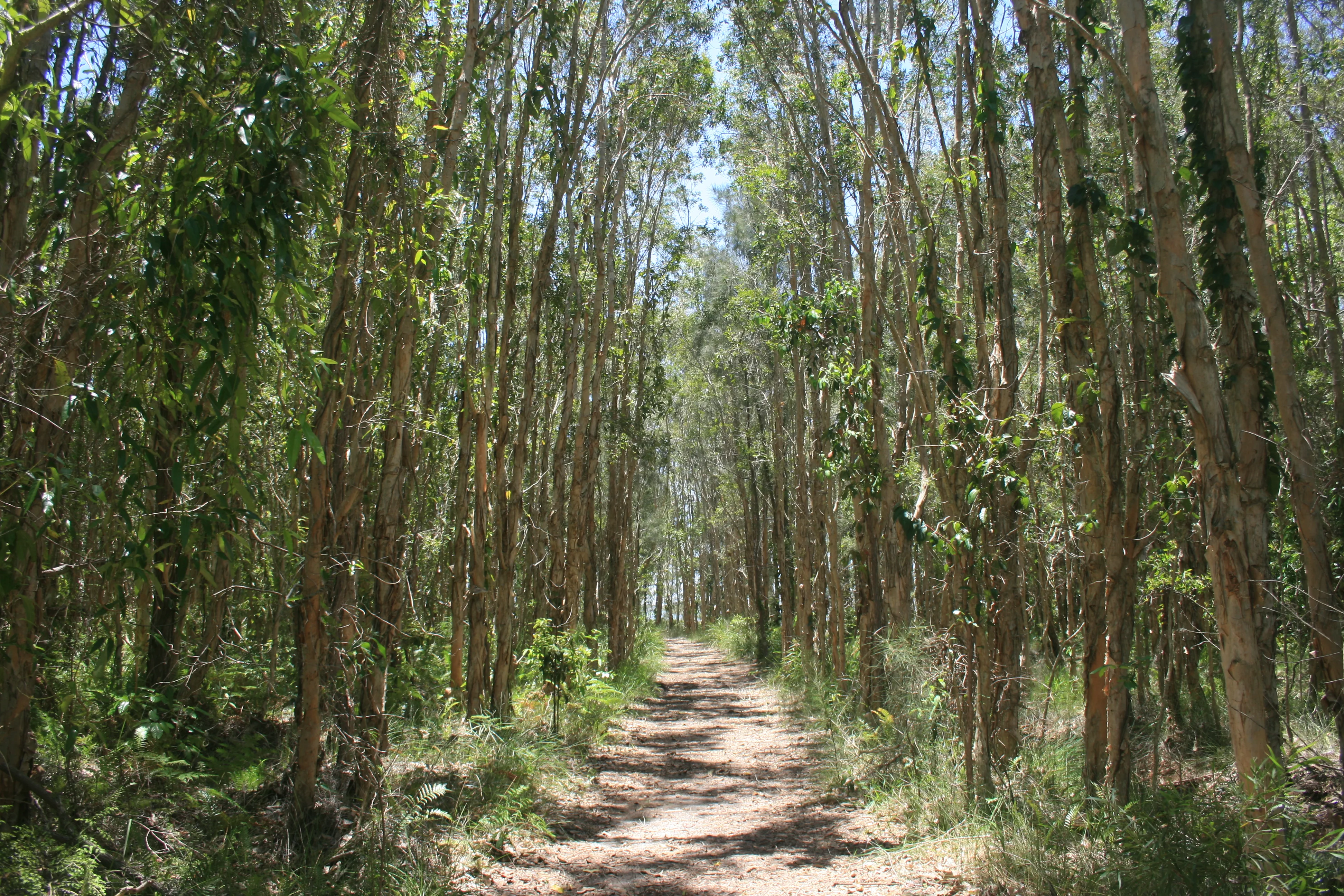 Walk to the lake